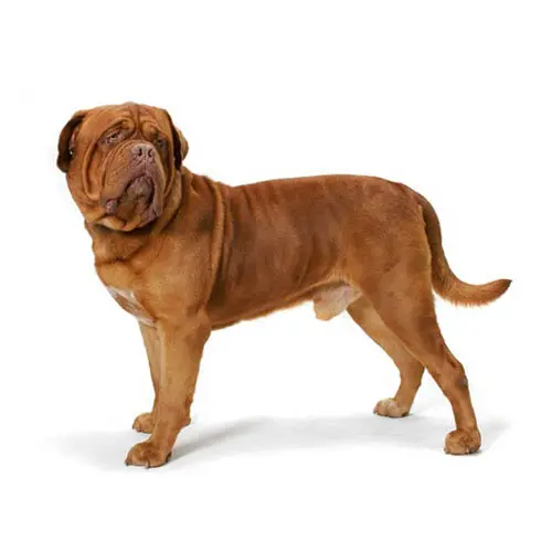 French Mastiff 